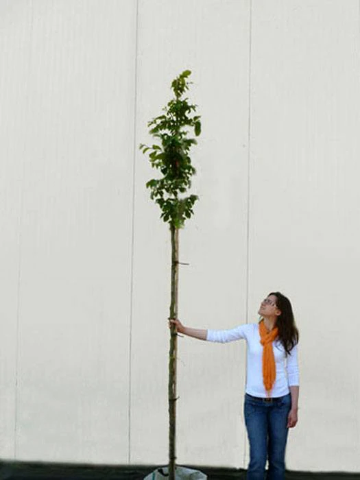 Parrotia Persica, Persischer Eisenholzbaum - Hochstamm – Bild 4