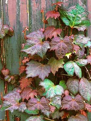 Parthenocissus Tricuspidata 'Veitchii Purpurea', Selbstklimmender Wilder Wein, Rotlaubig – Bild 2