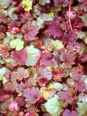 Parthenocissus Tricuspidata 'Veitchii Purpurea', Selbstklimmender Wilder Wein, Rotlaubig
