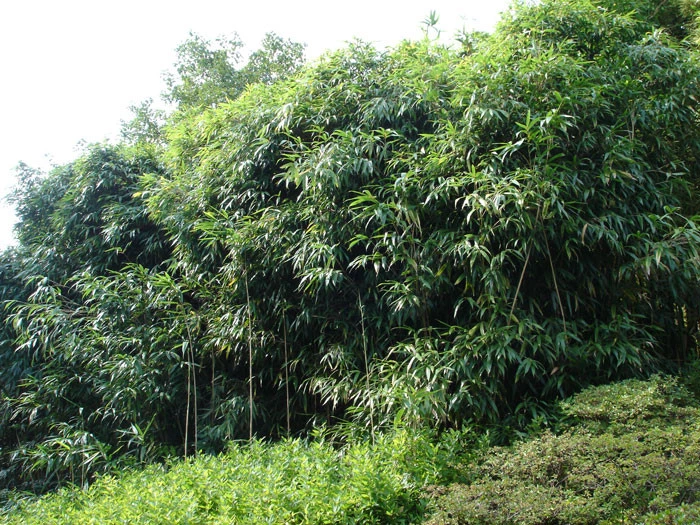 Pseudosasa Japonica, Pfeil-Bambus – Bild 3