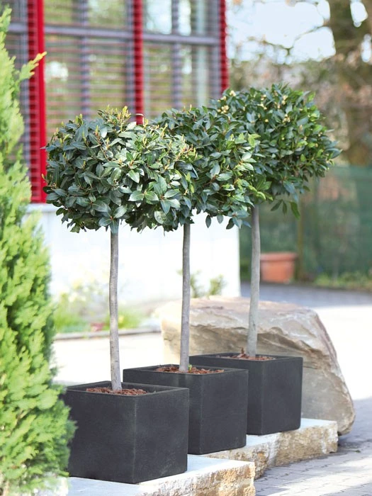 Pflanzkübel Capri – Bild 2