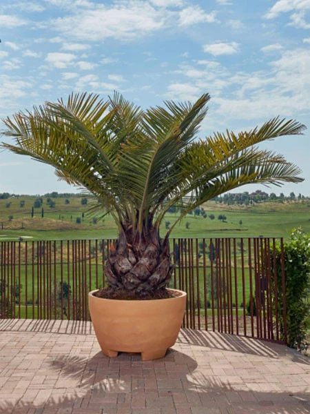 Pflanzkübel Megalos - XXL-Produkt – Bild 3