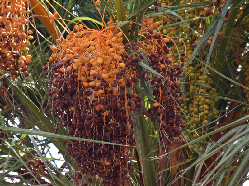 Kanarische Dattelpalme, Phoenix Canariensis – Bild 5