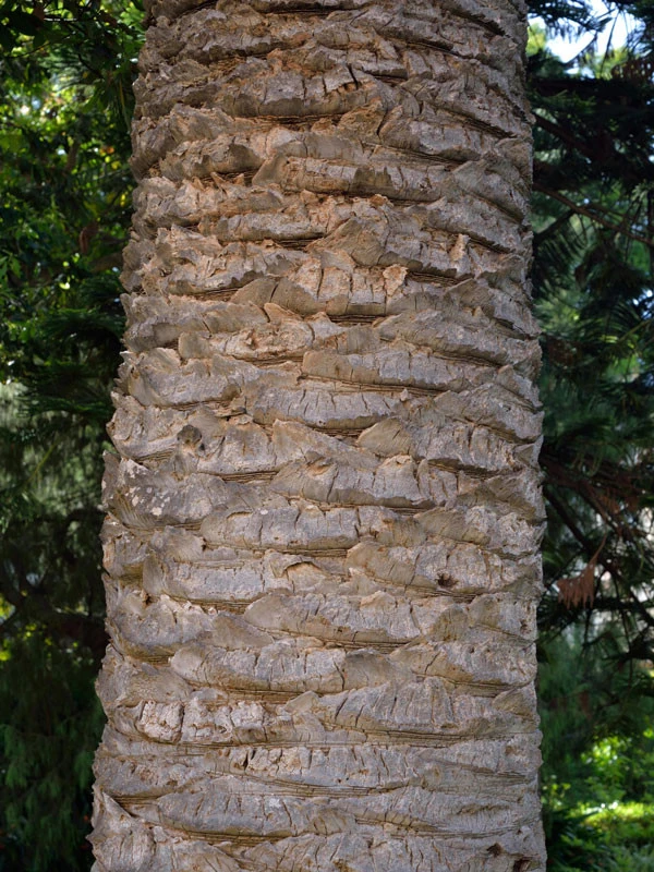 Kanarische Dattelpalme, Phoenix Canariensis – Bild 6