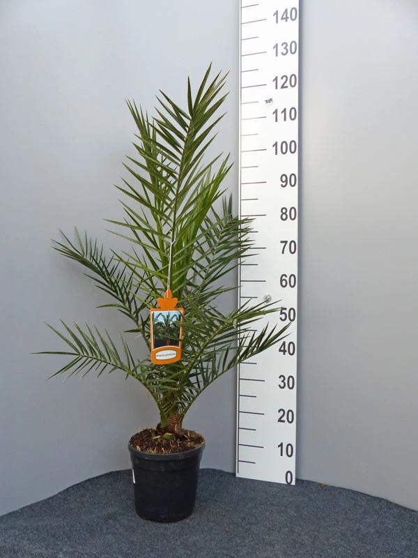 Kanarische Dattelpalme, Phoenix Canariensis – Bild 2