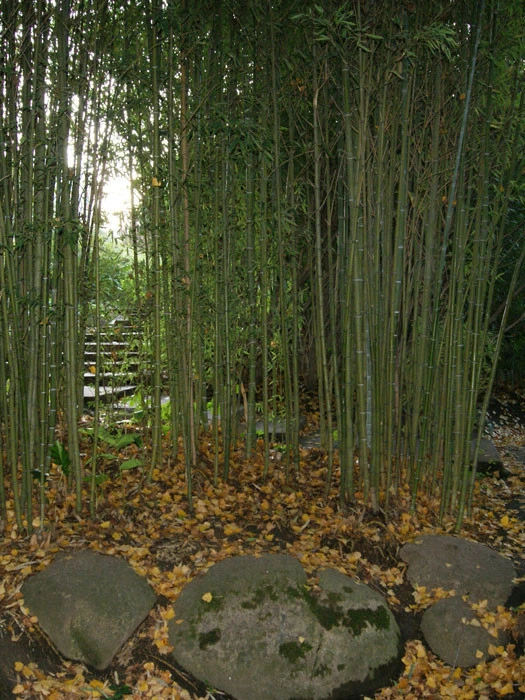 Phyllostachys Aurea, Gelber Bambus