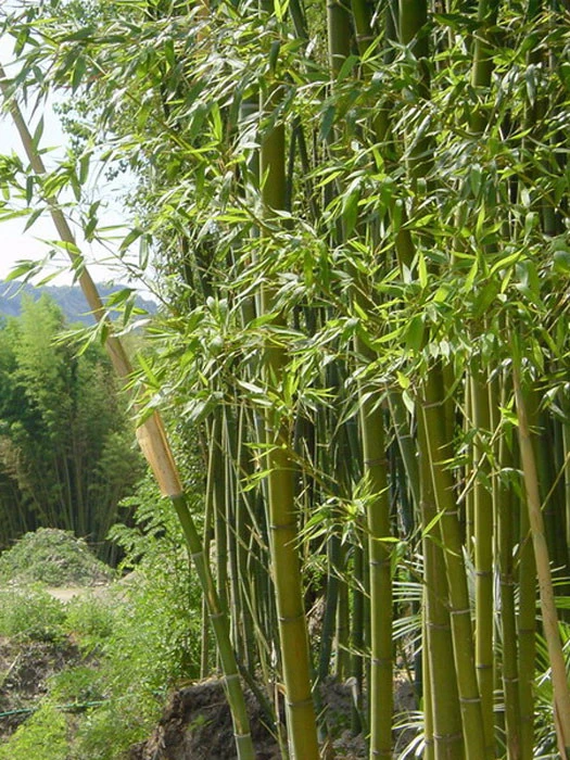 Phyllostachys Decora, 'Schöner' Bambus, Pracht-Bambus