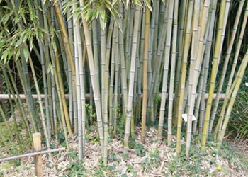 Phyllostachys Nigra 'Henonis', Goldhaar-Bambus – Bild 2