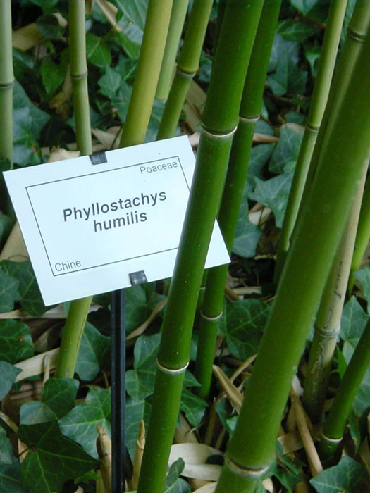Phyllostachys Humilis, Bronze-Bambus
