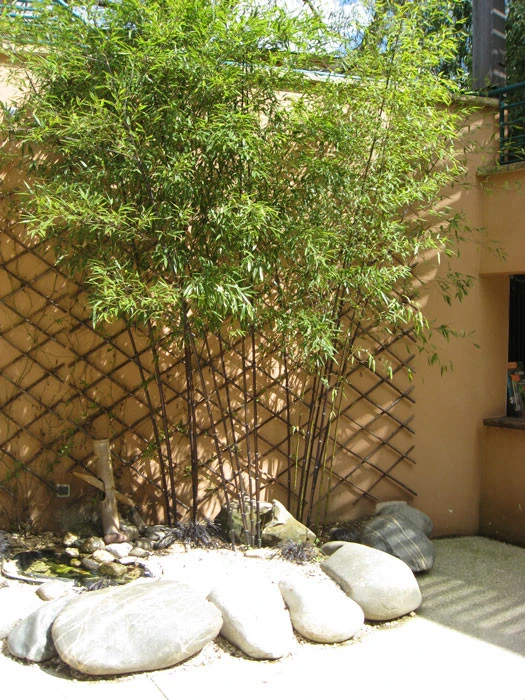 Phyllostachys Nigra Punctata, Schwarzrohrbambus