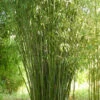 Phyllostachys Rubromarginata, Knospen-Bambus