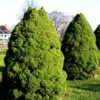 Picea Glauca 'Conica', Zuckerhut-Fichte