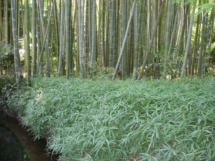 Pleioblastus Viridistriatus 'Vagans' (Sasaella Ramosa), Weichblättriger Zwergbambus – Bild 2