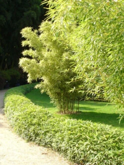 Pleioblastus Viridistriatus 'Vagans' (Sasaella Ramosa), Weichblättriger Zwergbambus