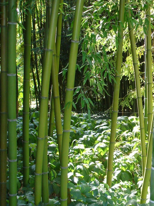 Phyllostachys Decora, 'Schöner' Bambus, Pracht-Bambus – Bild 2
