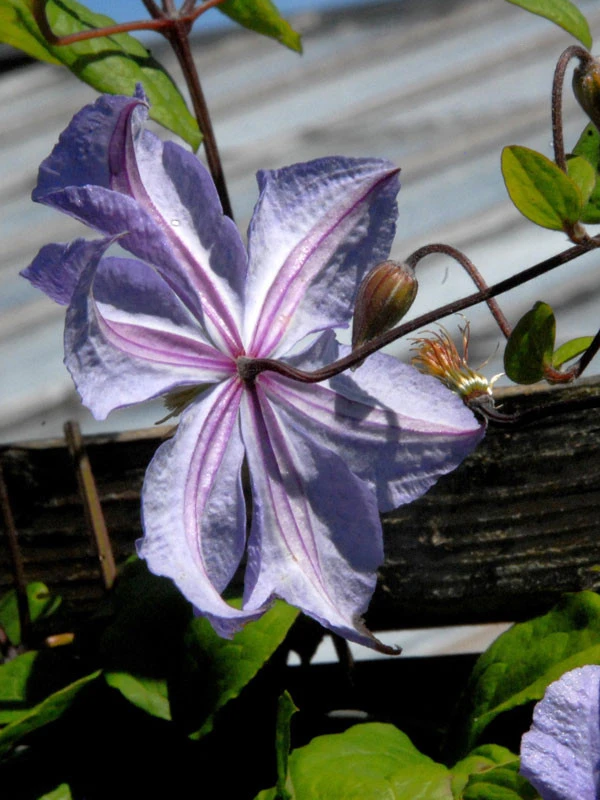 Clematis 'Prince Charles' – Bild 3
