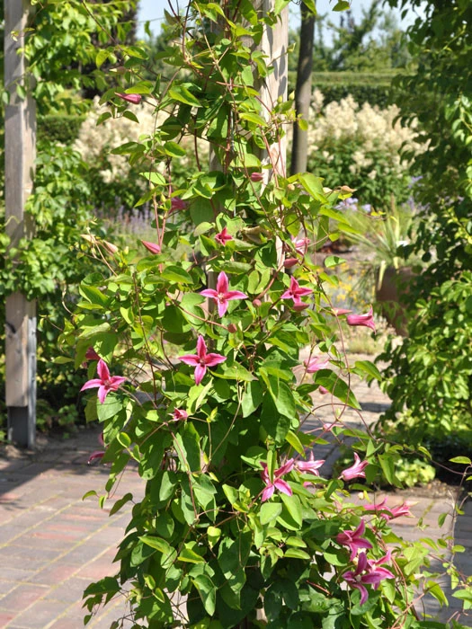 Clematis Texensis 'Princess Diana' – Bild 2