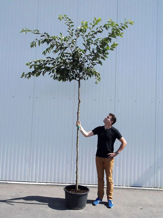 Prunus Subhirtella 'Accolade', Frühe Zierkirsche - Hochstamm – Bild 2