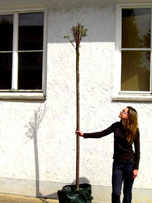 Prunus Fruticosa 'Globosa', Kugel-Kirsche - Hochstamm – Bild 5