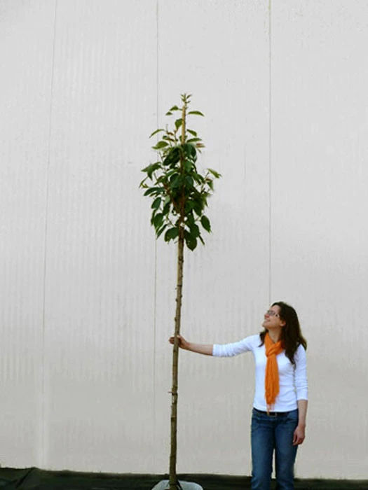 Prunus Serrulata 'Kanzan', Japanische Nelkenkirsche - Hochstamm – Bild 4