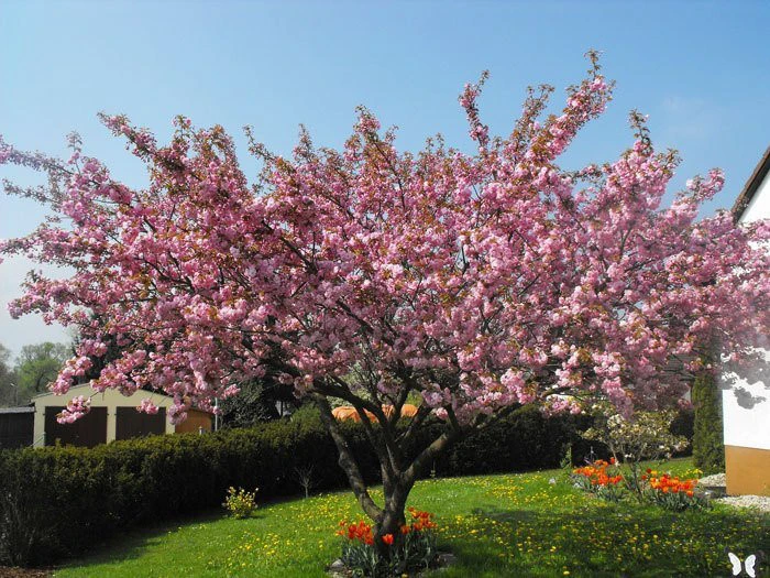 Prunus Serrulata 'Kanzan', Japanische Nelkenkirsche - Hochstamm – Bild 2