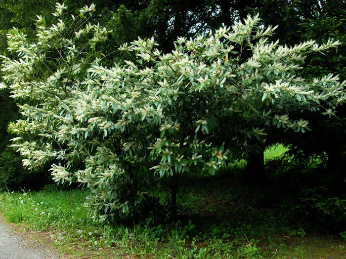 Prunus Laurocerasus 'Otto Luyken', Kirschlorbeer – Bild 2