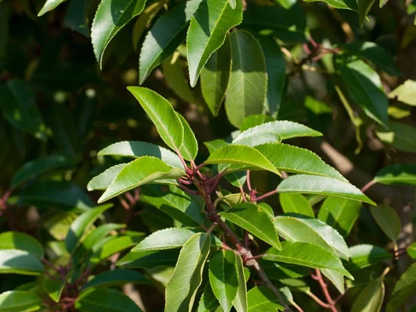 Prunus Lusitanica 'Angustifolia', Portugiesischer Kirschlorbeer – Bild 2