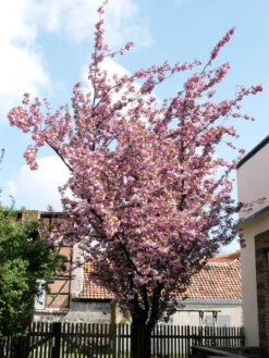 Prunus Serrulata 'Kanzan', Japanische Nelkenkirsche - Hochstamm