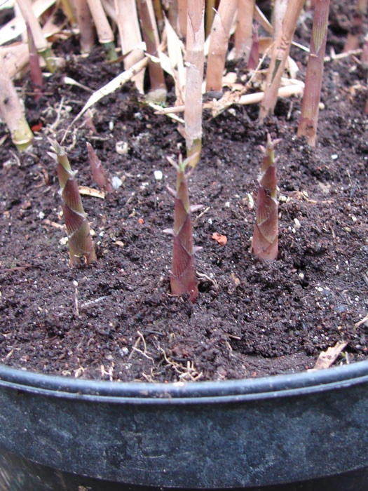 Fargesia Scabrida, Purpur-Bambus, Garten-Bambus – Bild 2