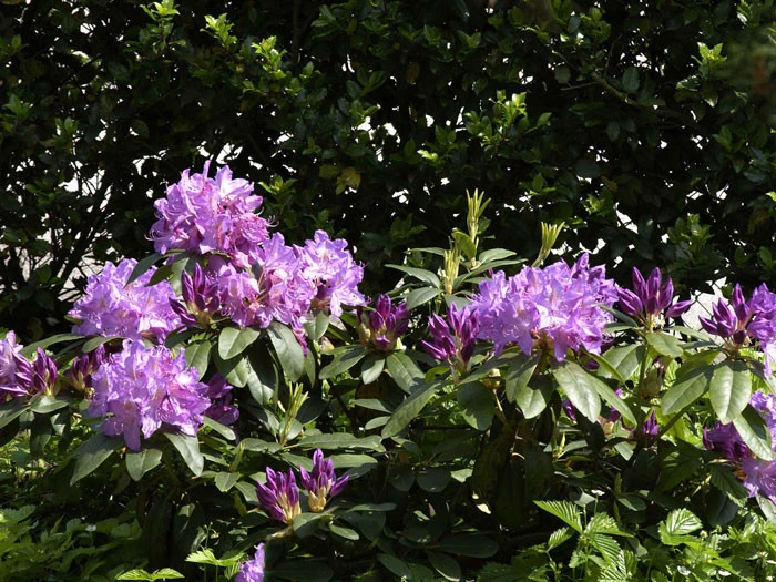 Rhododendron 'Purpureum Grandiflorum' – Bild 2