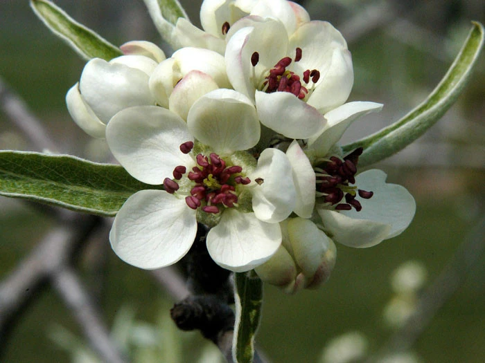Pyrus Salicifolia 'Pendula', Hängende Silberbirne - Hochstamm – Bild 2