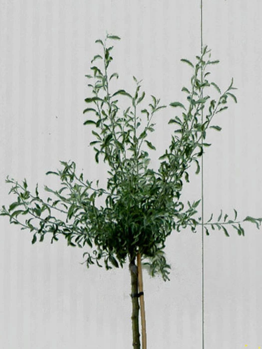 Pyrus Salicifolia 'Pendula', Hängende Silberbirne - Hochstamm – Bild 4