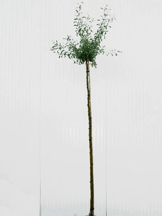 Pyrus Salicifolia 'Pendula', Hängende Silberbirne - Hochstamm – Bild 3