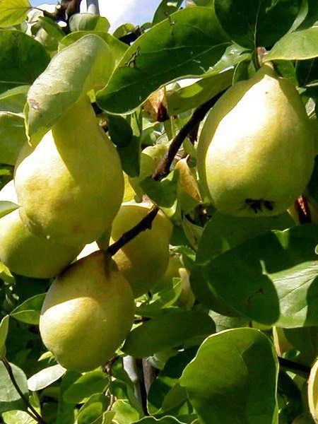 Quitte Vranja, Birnenquitte – Bild 2