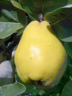 Quitte Vranja, Birnenquitte