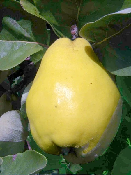 Quitte Vranja, Birnenquitte