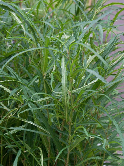 Rhamnus Frangula 'Fine Line'®, Farnblättrige Säulen-Hecke – Bild 2