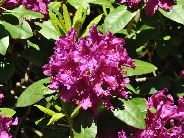 Rhododendron 'Azurro' – Bild 3