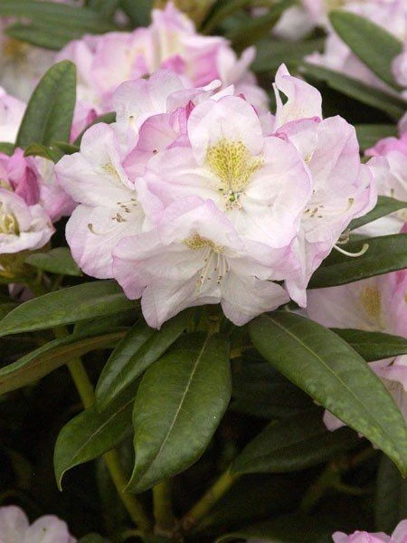 Rhododendron 'Brigitte