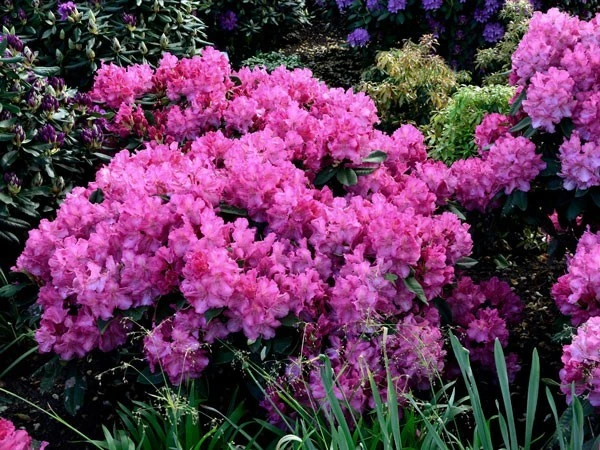 Rhododendron 'Anastasia' – Bild 2