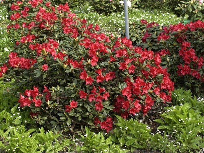 Rhododendron Repens 'Baden-Baden' – Bild 2
