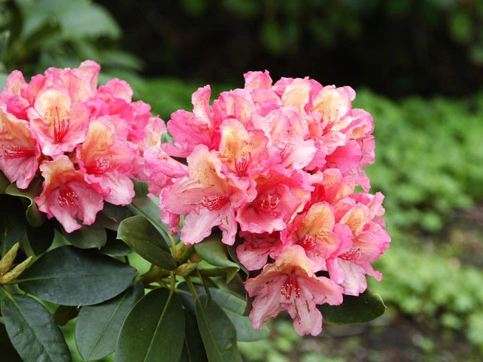 Rhododendron 'Brasilia' – Bild 2