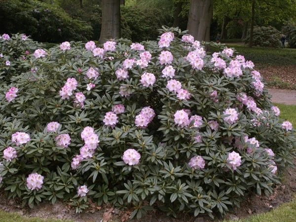Rhododendron 'Brigitte – Bild 2