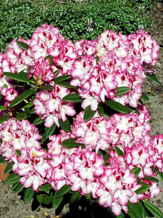 Rhododendron 'Hachmanns Charmant' – Bild 3
