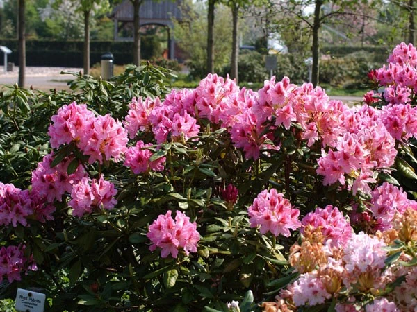 Rhododendron 'Cosmopolitan' – Bild 2