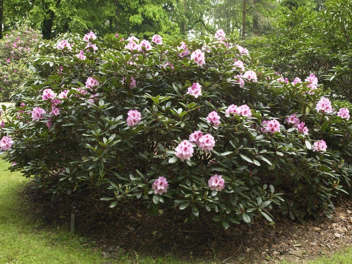 Rhododendron 'Diadem' – Bild 2