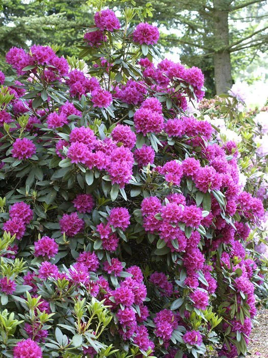Rhododendron 'Dr. H. C. Dresselhuys' – Bild 2