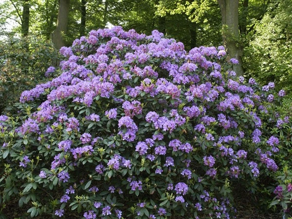Rhododendron 'Fastuosum Flore Pleno' – Bild 2