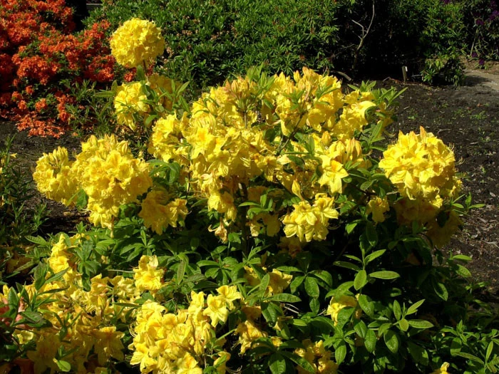 Rhododendron Luteum 'Golden Sunset', Sommergrüne Japanische Gartenazalee – Bild 3