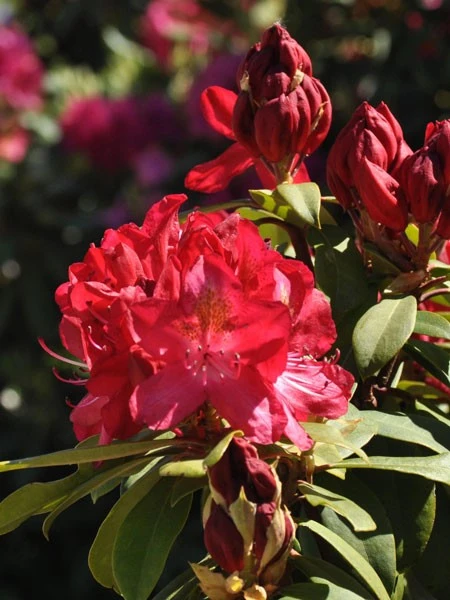 Rhododendron 'Junifeuer' – Bild 2
